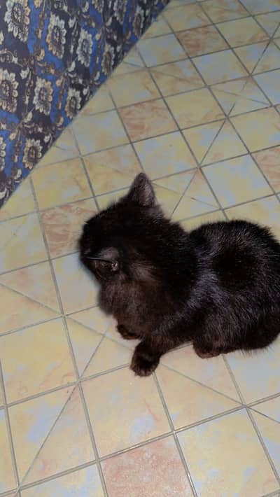 Cat for sell black ha  buhat payari ha