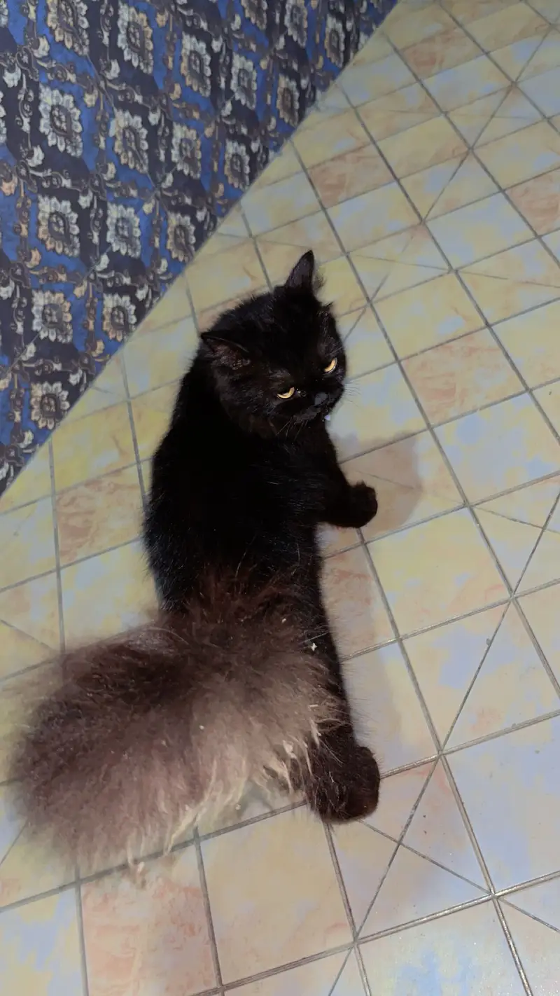 Cat for sell black ha  buhat payari ha — photo 2