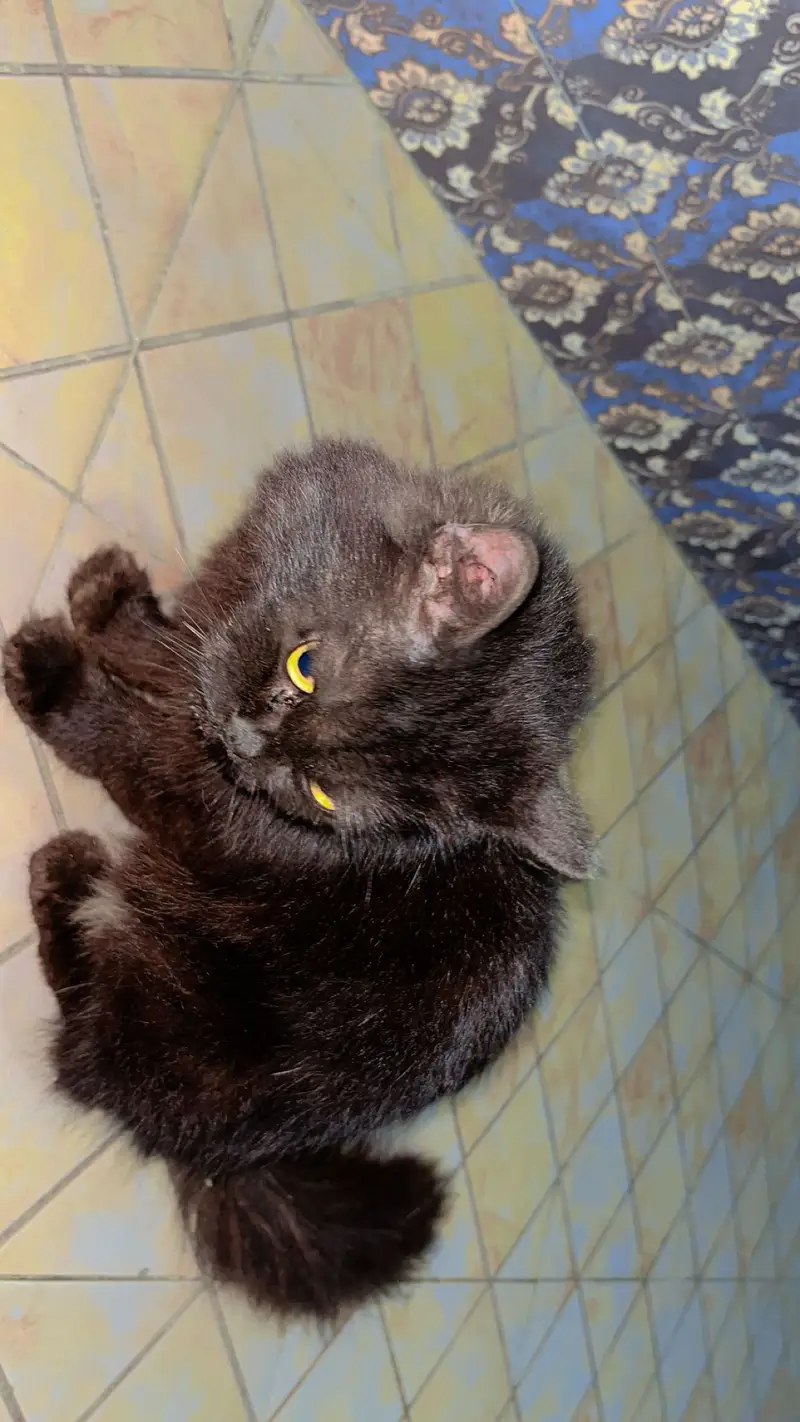 Cat for sell black ha  buhat payari ha — photo 3