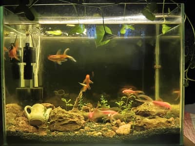 Full fishtank setup with live plants