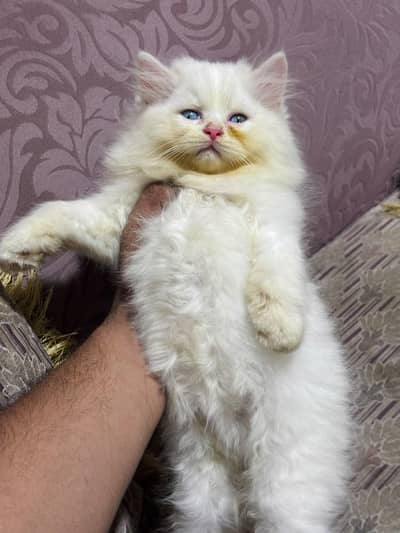 persian cats and kittens for sale wtsapp (0307/710/92/69)