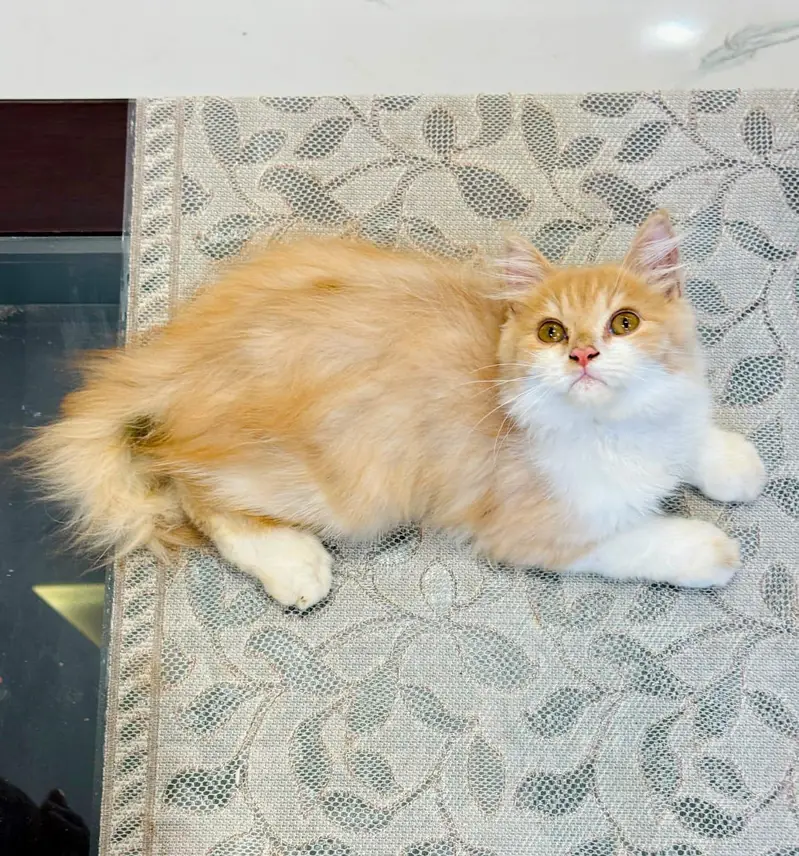 persian cats and kittens for sale wtsapp (0307/710/92/69) — photo 4