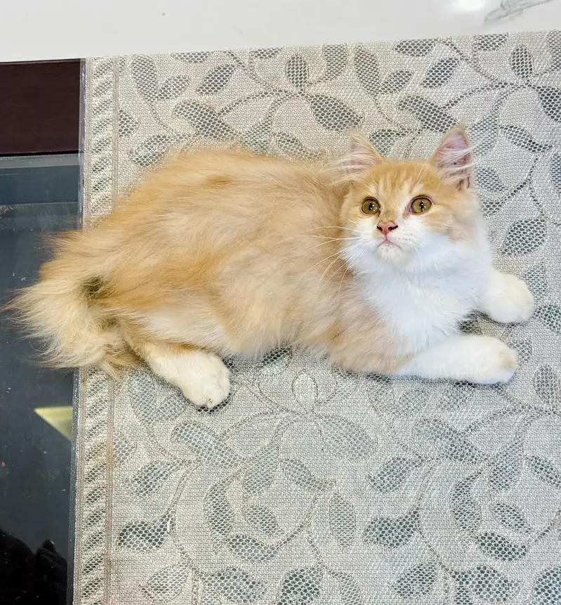 persian cats and kittens for sale wtsapp (0307/710/92/69) — photo 5