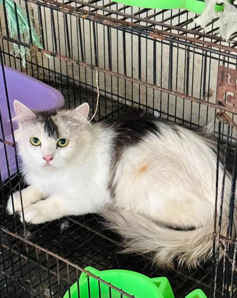 persian cats and kittens for sale wtsapp (0307/710/92/69) — photo 6