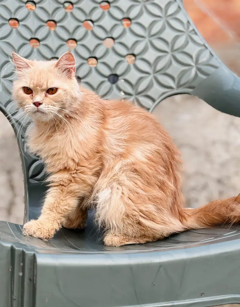 persian cats and kittens for sale wtsapp (0307/710/92/69) — photo 7