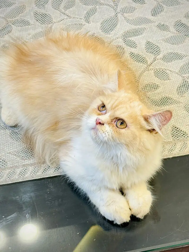 persian cats and kittens for sale wtsapp (0307/710/92/69) — photo 8