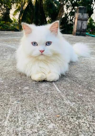 persian cats and kittens for sale wtsapp (0307/710/92/69)