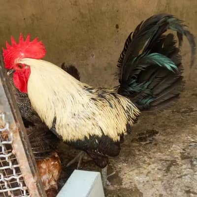 pure Desi Hen for sale