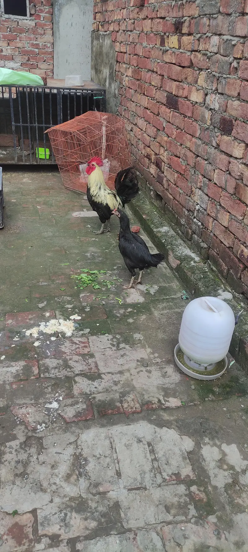 pure Desi Hen for sale — photo 2