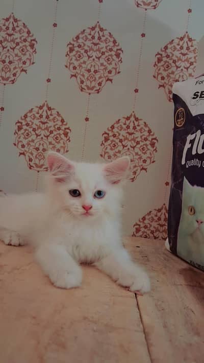 White Persian Kitten for Sale