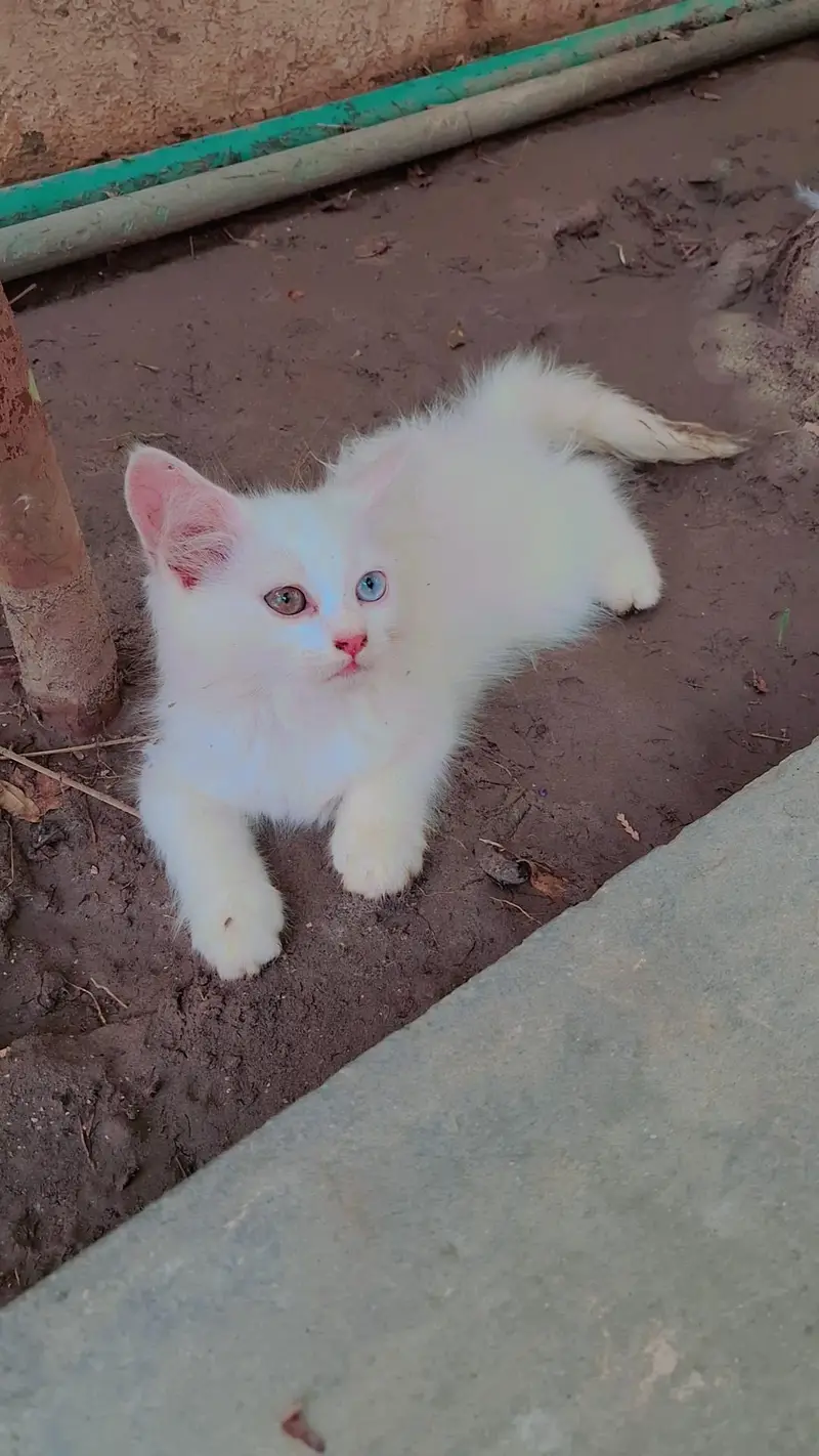 White Persian Kitten for Sale — photo 2