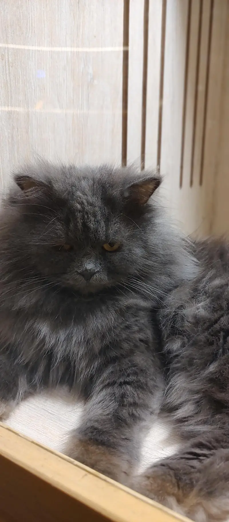 Persian Cats — photo 2