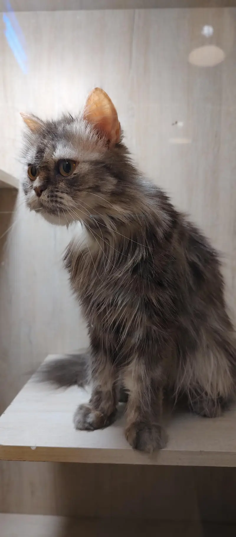 Persian Cats — photo 3