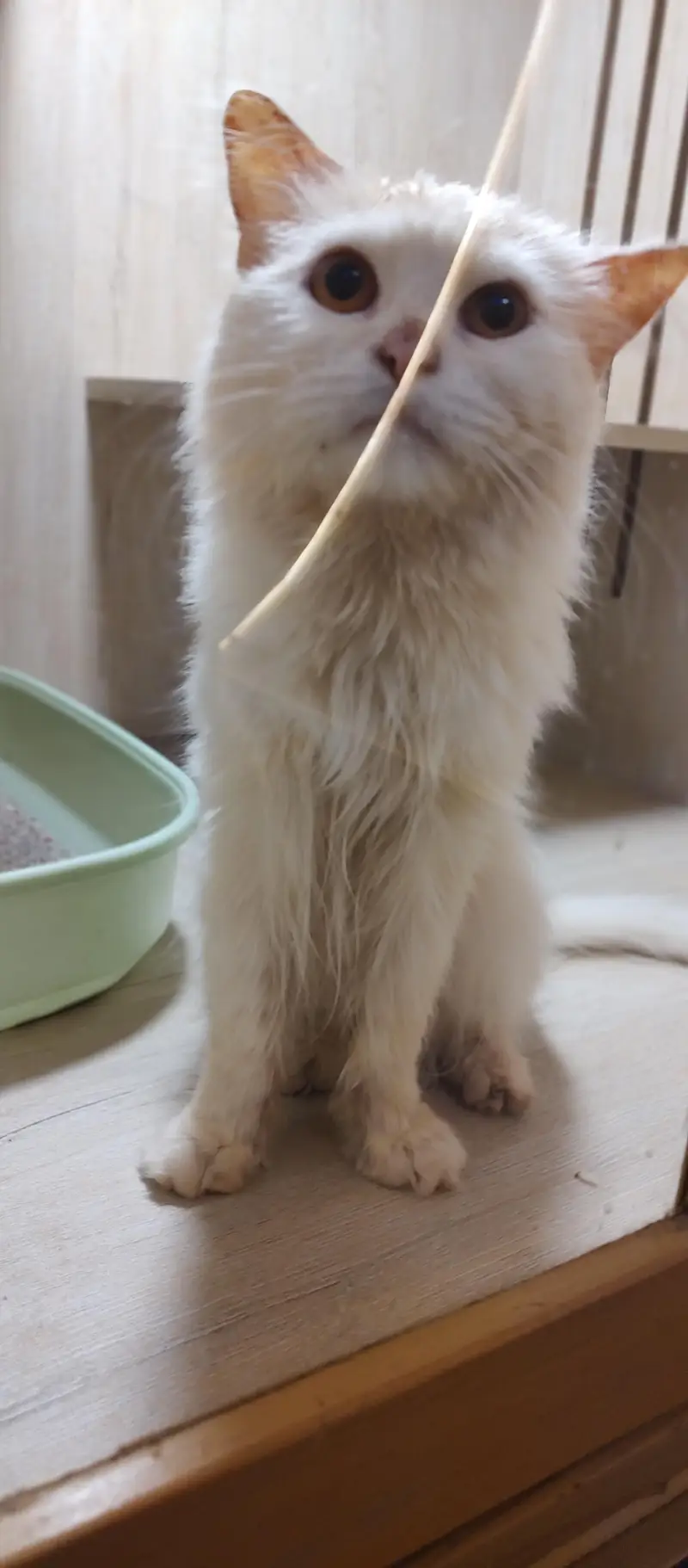 Persian Cats — photo 4