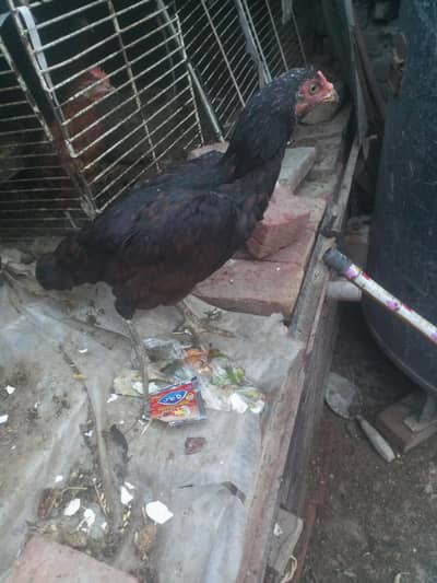 egg laying and broody hen for sale
