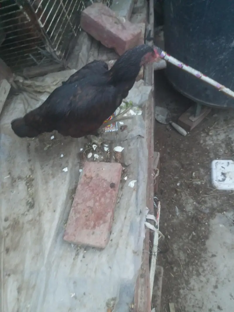 egg laying and broody hen for sale — photo 2