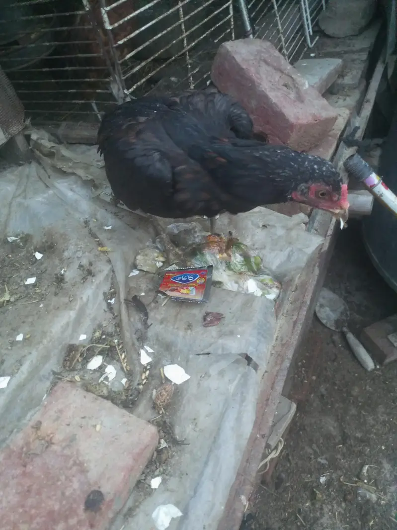 egg laying and broody hen for sale — photo 3