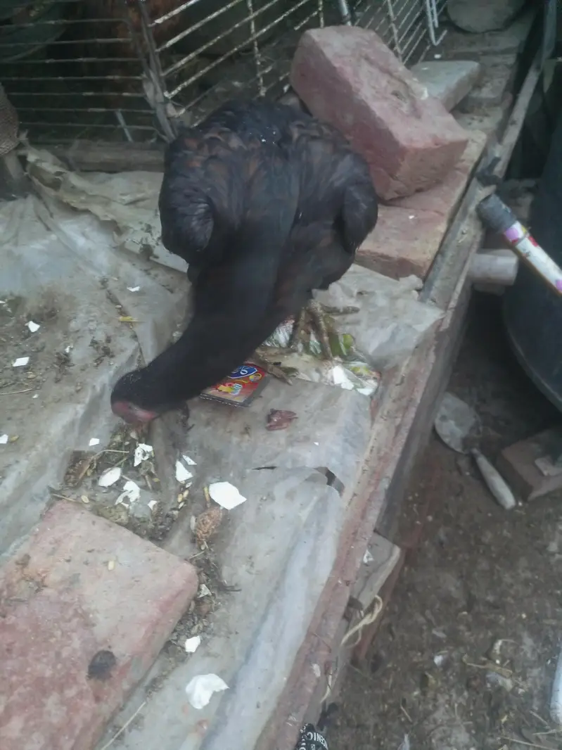 egg laying and broody hen for sale — photo 4