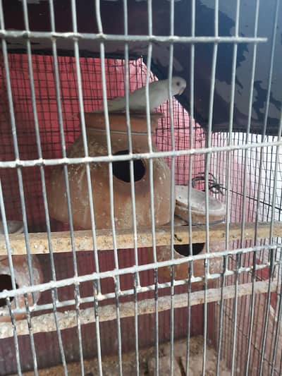 1 Austrailian + 1 Love Bird