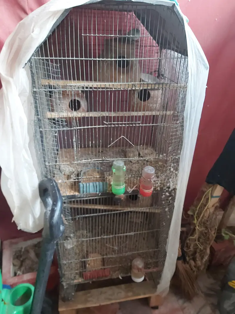 1 Austrailian + 1 Love Bird — photo 2