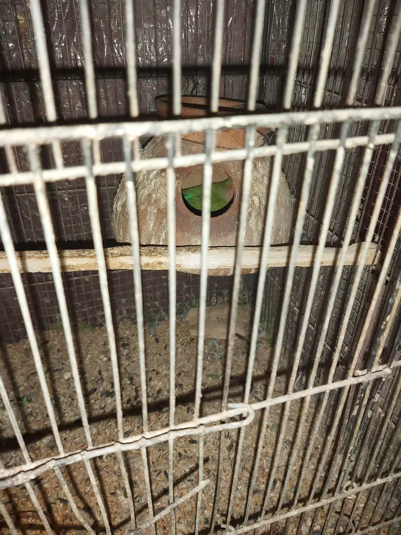1 Austrailian + 1 Love Bird — photo 4