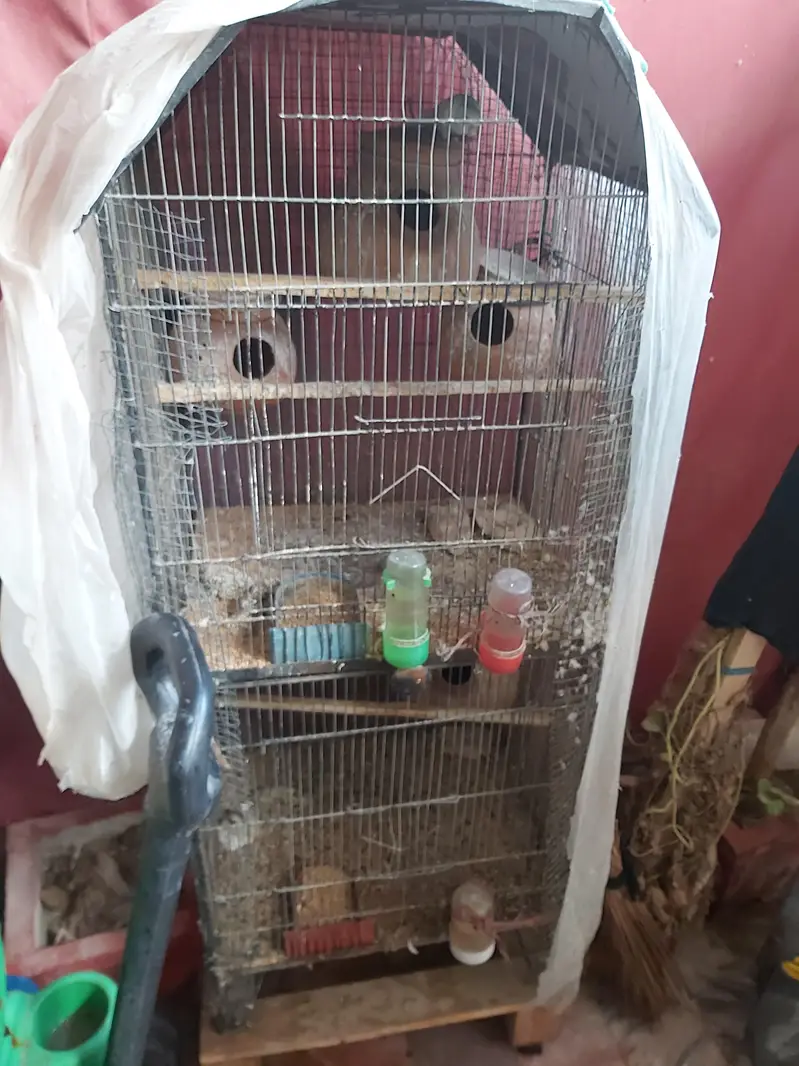 1 Austrailian + 1 Love Bird — photo 5