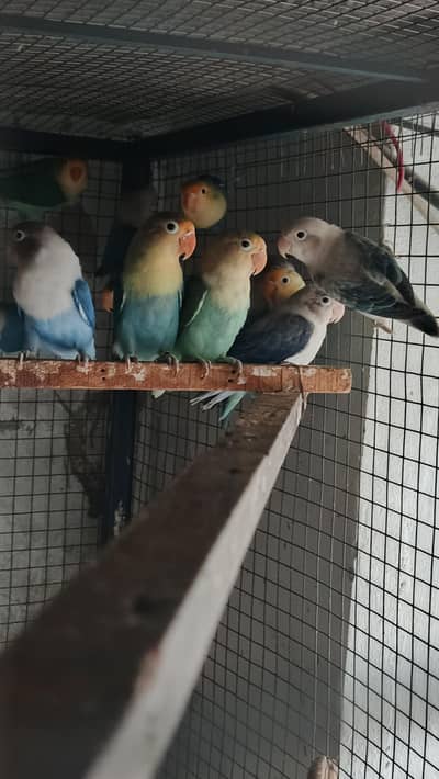 15 piece mix love birds oplin yuving breeders pairs for sale hy