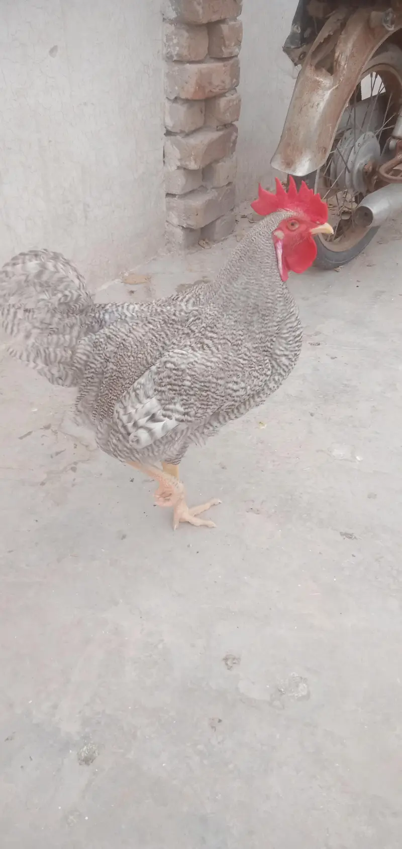 پلے ماوُتھ راک مرغا برائے فروخت — photo 4