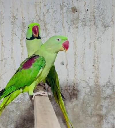 Kashmiri Parrot for Sale – Healthy & Active