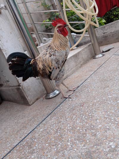 Desi murgha. friendly big size