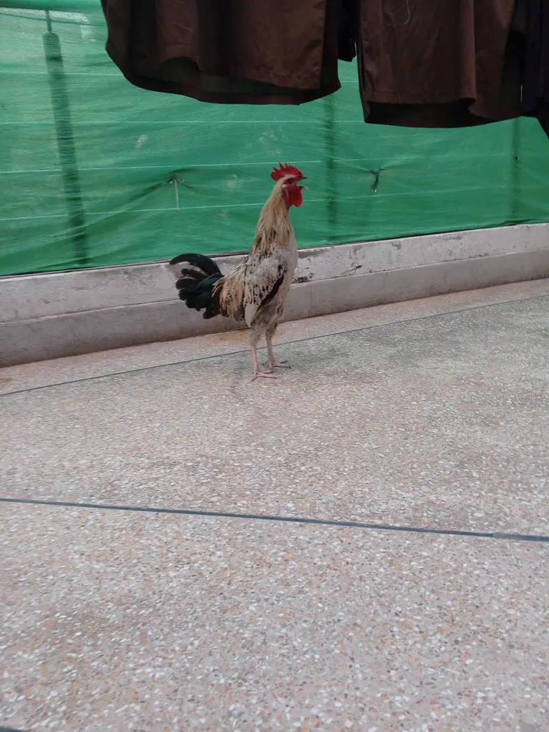 Desi murgha. friendly big size — photo 2