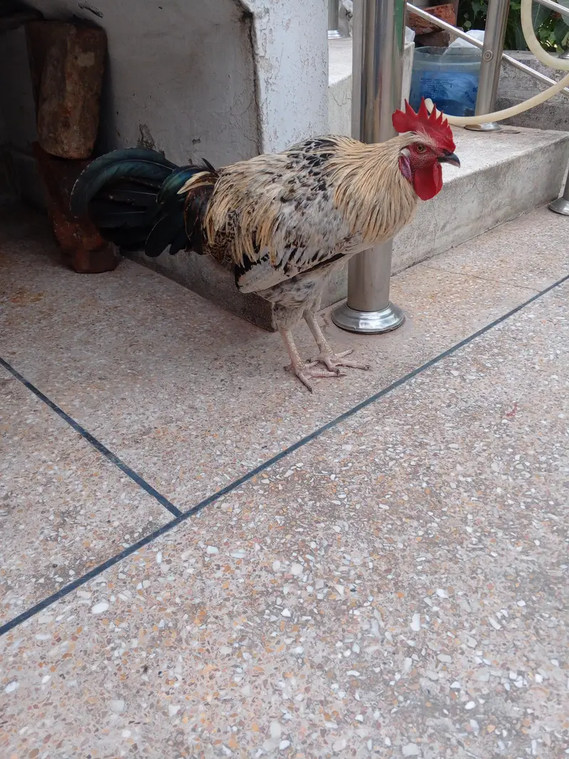 Desi murgha. friendly big size — photo 3