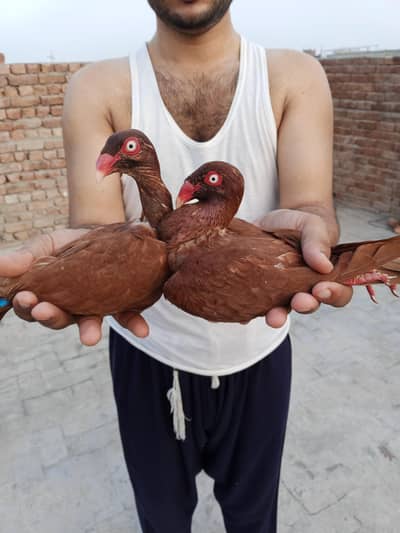Red deanish ring birds