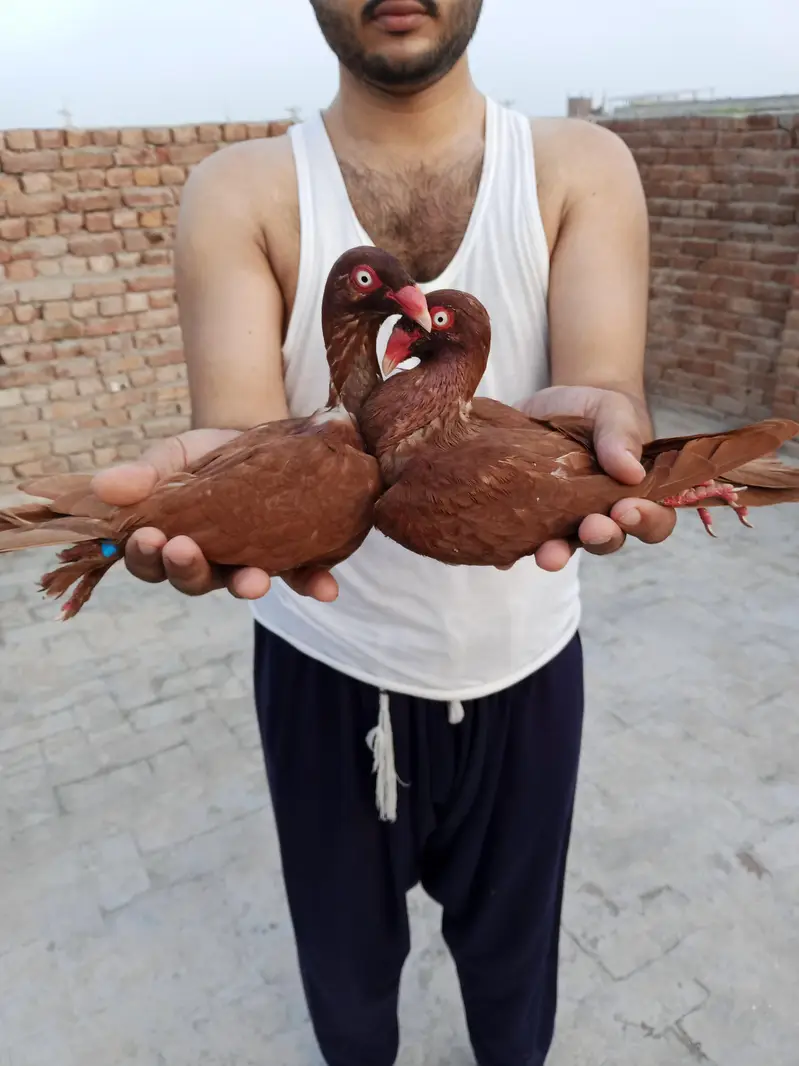 Red deanish ring birds full brider jora garinty (03023562235) — photo 2