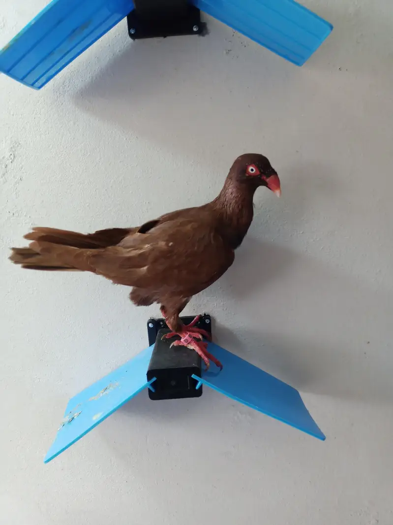 Red deanish ring birds full brider jora garinty (03023562235) — photo 4