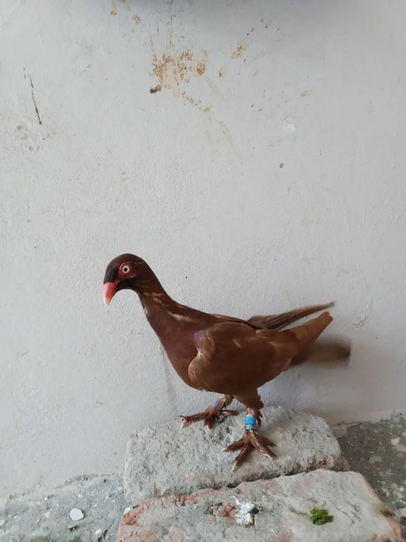 Red deanish ring birds full brider jora garinty (03023562235) — photo 5