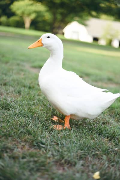 Ducks for Sale 1100