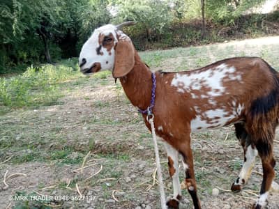 BAKRI