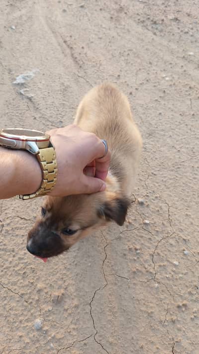 2 month German Shepherd and Laborador Cross breed