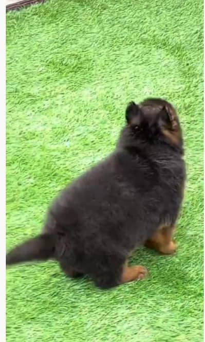 German Shepherd puppies long cot for sale my WhatsApp. 03483362563