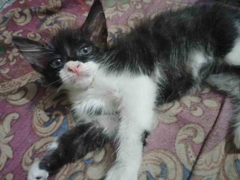 Kitten Available 0