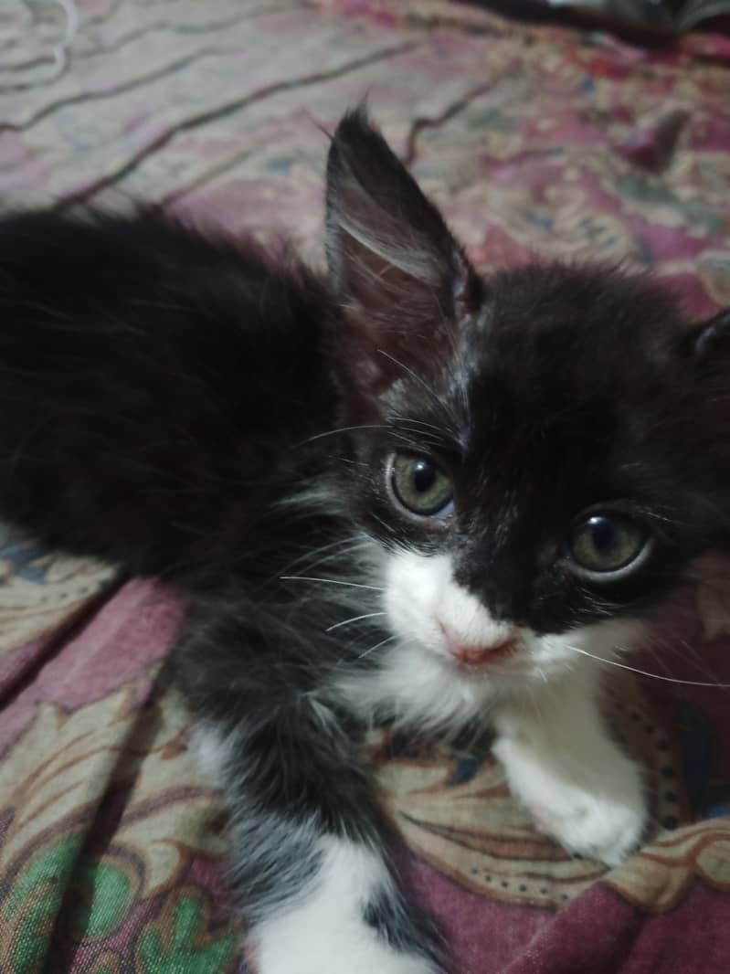 Kitten Available 1