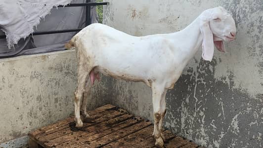 Pregnant Rajanpuri Goats for sale