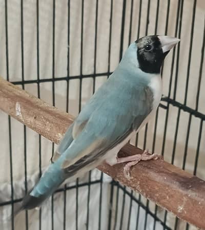 Gouldian Blue Females