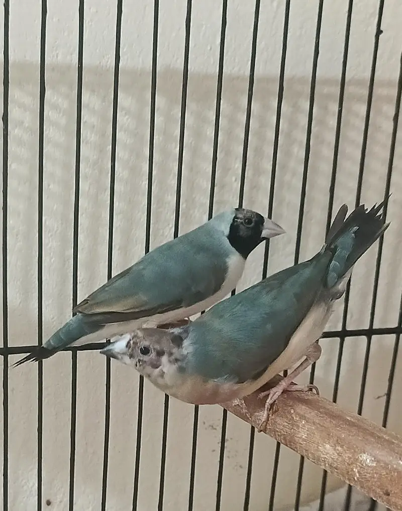Gouldian Blue Females — photo 2