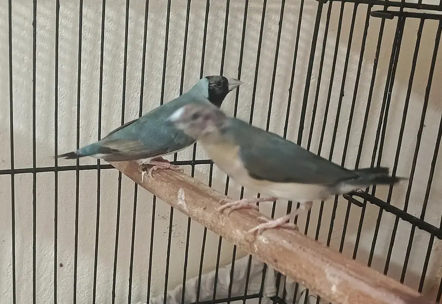 Gouldian Blue Females — photo 3