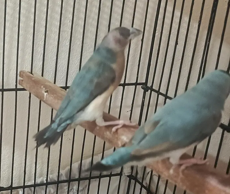 Gouldian Blue Females — photo 4