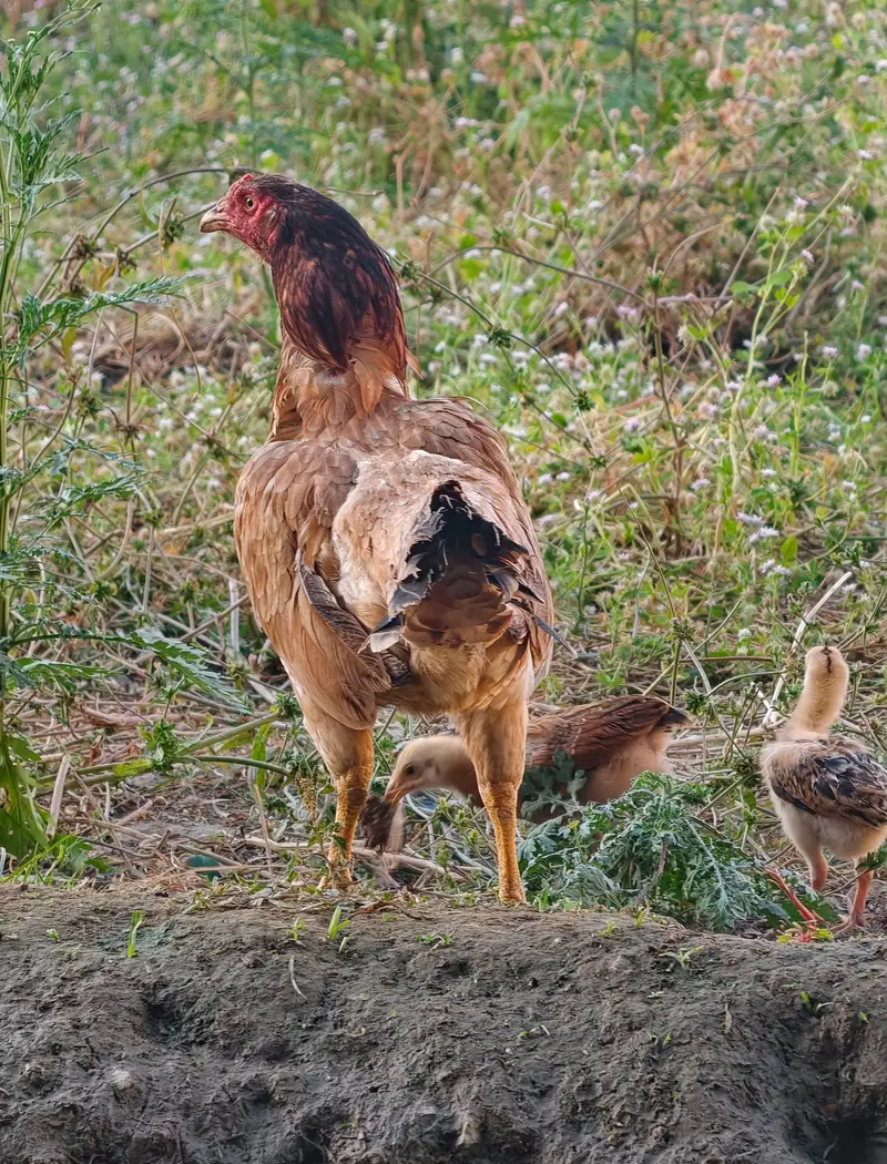 Aseel Hen — photo 2