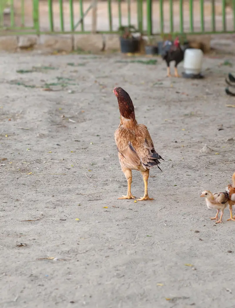 Aseel Hen — photo 3