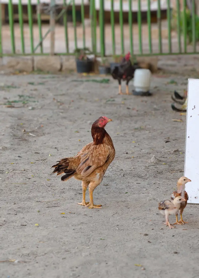 Aseel Hen — photo 4